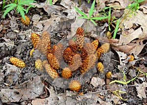 Emerging brown and yellow flowers of a squawroot plant under an oak tree.