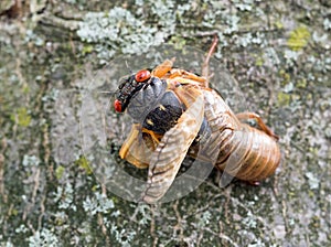 Emerging Cicada from Its Skin