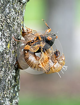 Emerging Cicada from Skin with Wet Wings