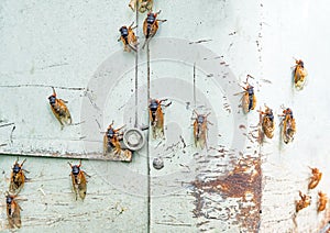 Emerging Cicadas Drying out Their Wings