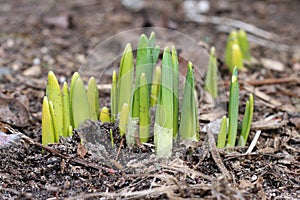 Daffodil Shoots Coming Up in Springtime