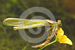 Emerging Damsel fly