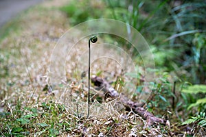 Emerging Fern Plant Standing Firm in the Muddy Ground