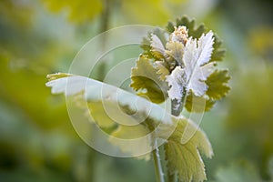 Emerging flower Macleaya cordata Plume Poppy