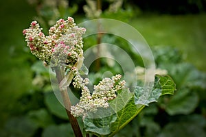 Emerging Garden Fresh Rhubarb Flower