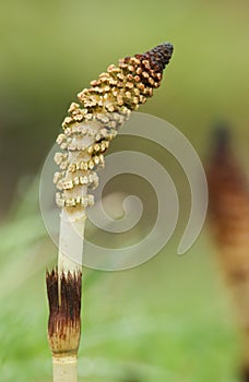 An Emerging Horsetail Equisetum arvense, often called mareâ€™s tail growing by the side of a river in the UK, in spring.