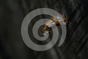 Emerging Insect Cocoon from a piece solid Wood