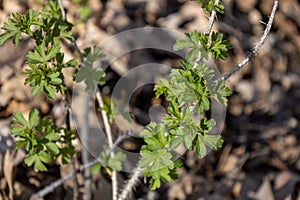 Emerging leaves on a gooseberry bush