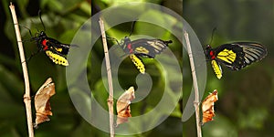 Emerging and metamorphosis of tropical Golden birdwing butterf