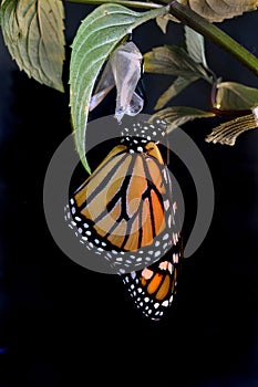 Emerging Monarch photo