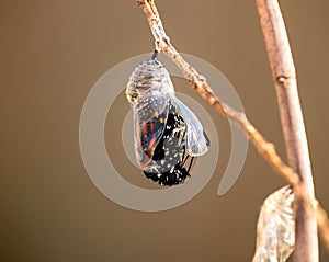 Emerging Monarch butterfly