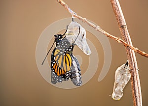 Emerging Monarch butterfly