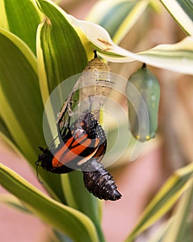 Emerging Monarch Butterfly Flips Abdomen out of Chrysalis photo