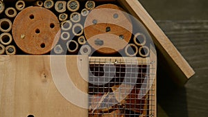 Emerging from nest tubes in an insect hotel