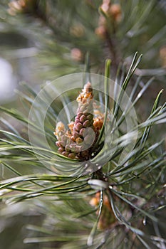 Emerging Pine Cone