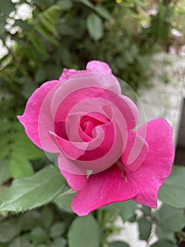 Emerging Pink Rosebud - A Promise of New Beginnings