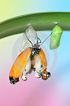 Emerging Plain Tiger Butterfly