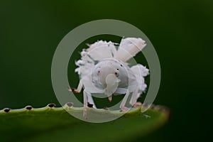 Emerging Planthopper Insect