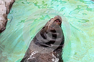Emerging from the sparkling turquoise waters on a sunny day, a playful sea lion enjoys its surroundings, its whiskers glistening