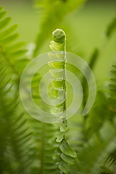 Emerging sword fern in spring