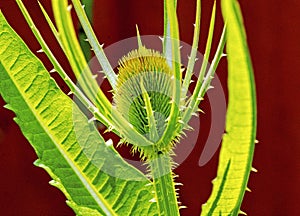 Emerging Teasel Flower Head - Dipsacus - In Morning Sunlight -