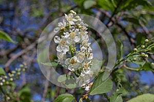 Emerging white blossoms and buds on a Canada red cherry tree