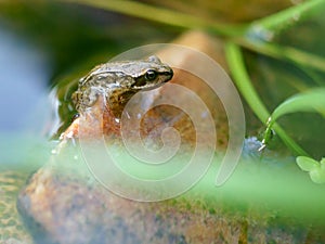 Emerging young frog