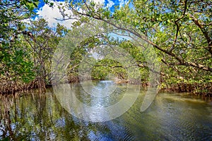 Emerson Point Preserve Wetlands in Palmetto, Florida photo