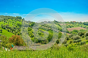 Agriculture landscape of, olive tree grove, wheat field and winery, grape vines, growing in Tuscany, Italy