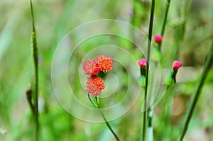 Emilia fosbergii red flower details photo