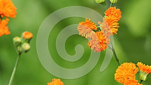 Emilia javanica or Irish Poet. Orange flowers.