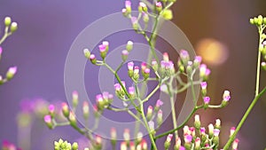 Emilia sonchifolia flower health benefits a tea made from leaves is used in treatment of dysentery