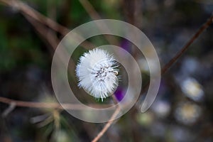 Emilia sonchifolia flowers, white wildflowers that are easy to find in the forests