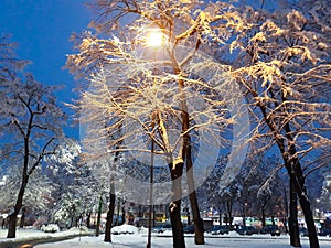 Eminescu Park decorated for Christmas - Arad. Arad county, Romania photo