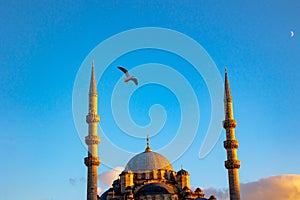 Eminonu Yeni Cami or New Mosque at sunset with a seagull