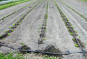 Emitter irrigation tubing and drip lines