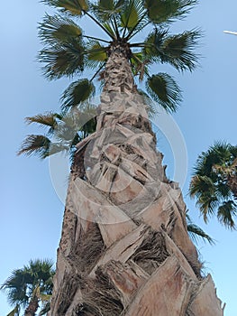 Always emitting strength in arcid climate, strikingly robust palm tree in Dubai