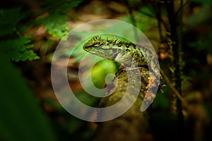 Emma Grays forest lizard - Calotes emma species of lizard in the family Agamidae. The species is endemic to China, South Asia, and