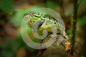 Emma Grays forest lizard - Calotes emma species of lizard in the family Agamidae. The species is endemic to China, South Asia, and