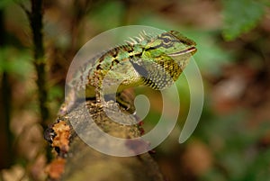 Emma Grays forest lizard - Calotes emma species of lizard in the family Agamidae. The species is endemic to China, South Asia, and