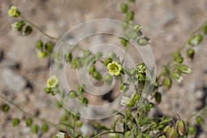 EMMENANTHE PENDULIFLORA - TWENTYNINE PALMS - 050120 D