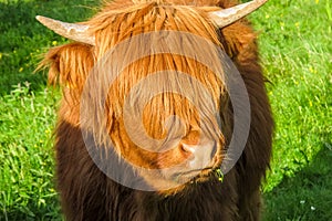 An emo highland cattle cow teenager