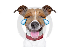 Emoticon or Emoji dumb crying laughing dog photo