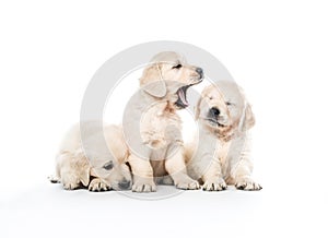 Emotional behaviour of golden retriever puppies sitting isolated