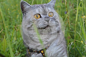 Emotional British grey cat on a summer walk with a surprised funny feeling. closed mouth, strangled eyes. Pet care, natural food