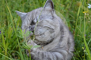 An emotional British grey cat on a walk in the summer eats fresh green grass with a funny feeling, eyes closed and a big mustache
