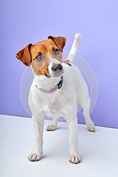 emotional dog puppy jack russell terrier want to play, need attention, isolated on purple background