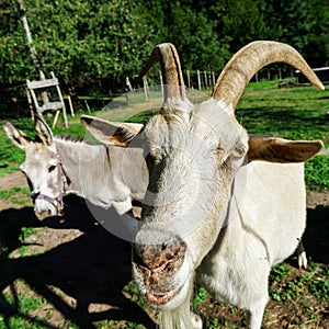 Emotional portrait of horned goat