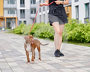 Pet therapy with american pitbull terrier. Faceless woman walking with dog on leash on street