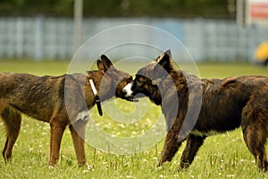 Emotions of animals.Two young dogs are friends. Interaction between dogs. Behavioral aspects of animals.
